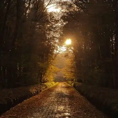 Accompagnement thérapeutique lors de deuil, séparation et transitions de vie